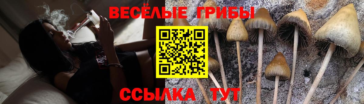 Галлюциногенные грибы Psilocybine cubensis Анапа